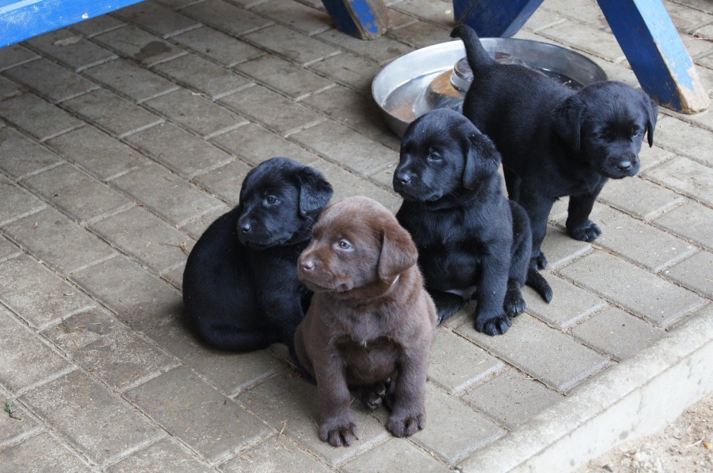 Welpen high quality Labrador reinrassige